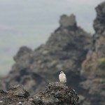 gyr11.jpg