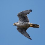 gyr12.JPG