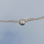 gyr13.jpg