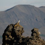 gyr15.jpg