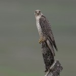 gyrfalcon