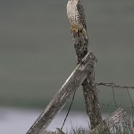gyrfalcon