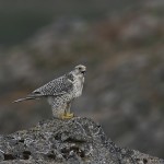 gyrfalcon