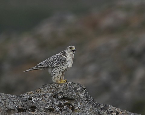 gyrfalcon