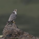 gyrfalcon