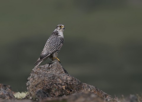 gyrfalcon