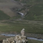 gyrfalcon