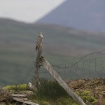 gyrfalcon