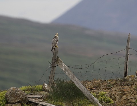 gyrfalcon