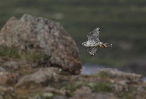 gyrfalcon