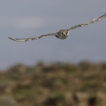 gyrfalcon