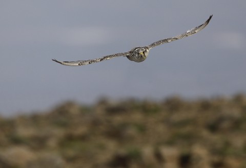 gyrfalcon