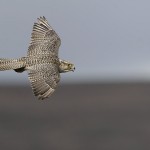 gyrfalcon