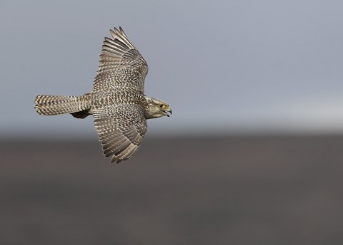 gyrfalcon