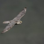 gyrfalcon