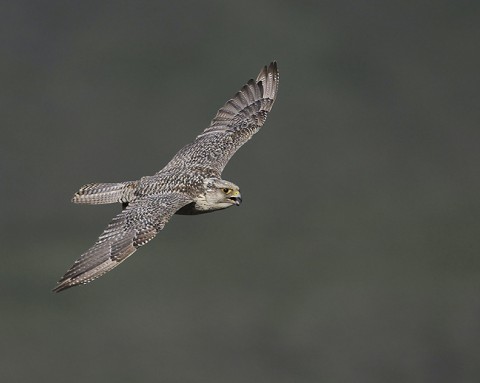 gyrfalcon