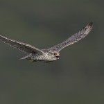 gyrfalcon