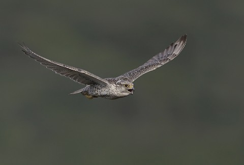 gyrfalcon