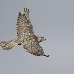 gyrfalcon