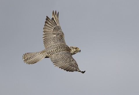 gyrfalcon