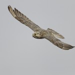 gyrfalcon