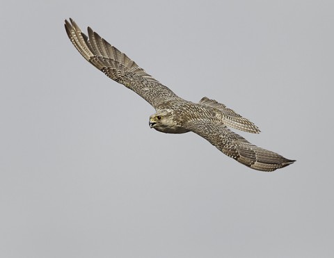 gyrfalcon