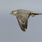 gyrfalcon