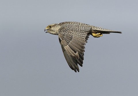 gyrfalcon