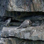 gyrfalcon1.jpg