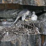 gyrfalcon2.jpg
