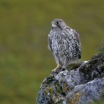 gyrfalcon21.jpg