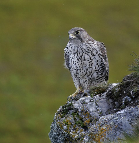 gyrfalcon21.jpg