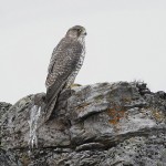 gyrfalcon22.jpg