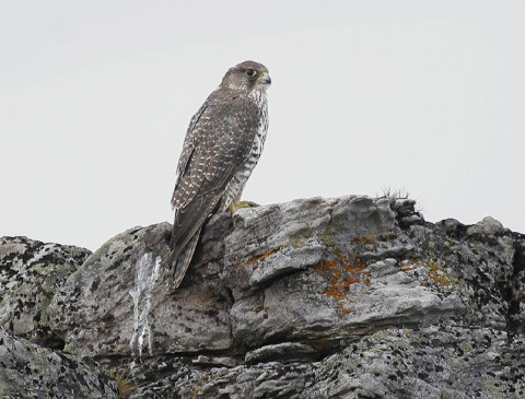 gyrfalcon22.jpg