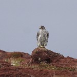 gyrfalcon23.jpg