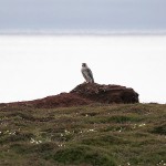 gyrfalcon24.jpg
