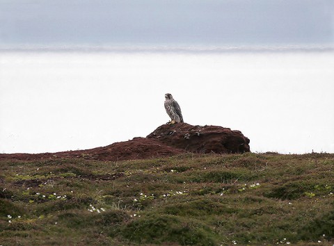 gyrfalcon24.jpg