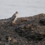 gyrfalcon25.jpg