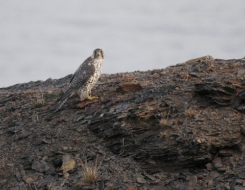 gyrfalcon25.jpg