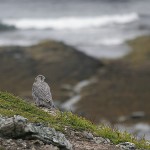 gyrfalcon26.jpg