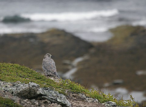 gyrfalcon26.jpg