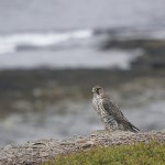 gyrfalcon27.jpg