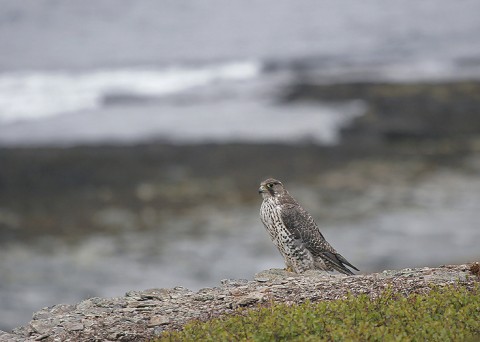 gyrfalcon27.jpg