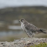gyrfalcon28.jpg