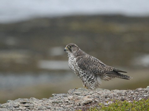 gyrfalcon28.jpg