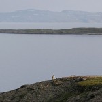 gyrfalcon29.jpg