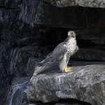 gyrfalcon3.jpg