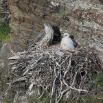 gyrfalcon30.jpg