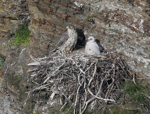 gyrfalcon30.jpg