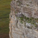gyrfalcon31.jpg